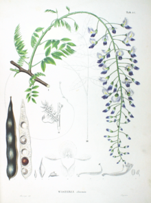 Wisteria sinensis SZ44.png