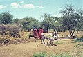 Escena rural al voltant d'un poblat massai.