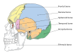 Cranial bones