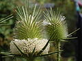 Kopf und Blüten der Schlitzblatt-Karde (Dipsacus laciniatus)