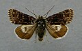 Broad-bordered white underwing Hadula melanopa Hadeninae