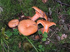 Lactarius salmonicolor.