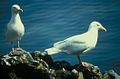 Glaucous gullLarus hyperboreusgråmåge