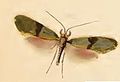 Nemophora minimella (Adelidae)