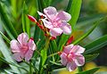 Nerium oleander