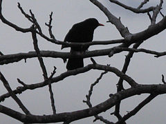 Turdus merula syriacus - Turchia, Giordania, Israele ed Egitto