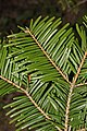 Image 2In Abies grandis (grand fir), and many other species with spirally arranged leaves, leaf bases are twisted to flatten their arrangement and maximize light capture. (from Conifer)