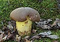 Hřib přívěskatý Boletus appendiculatus