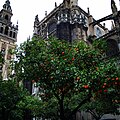 Le Patio de los Naranjos dans la cathédrale de Séville