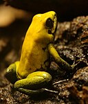 Vue complète de Phyllobates bicolor.