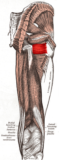 musculus quadratus femoris