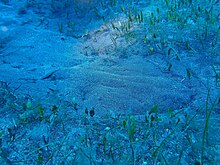 Photo of an angelshark camouflaged among seagrass and seaweed, flattening itself to blend in with the sand