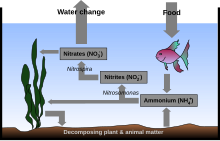 Drawing showing cross-section of the ocean. The bottom is labeled "Decomposing plant & animal matter". An arrow points from seaweed to the bottom. Another arrow points to a rectangle labeled Ammounium (NH+ 4). A two-headed arrow is labeled Nitrosomonas and points back to the seaweed and also to another rectangle labeled Nitrites (NO− 2). Another arrow labeled Nitrospira points to another rectangle labeled Nitrates (NO− 3). Another arrow points back to the seaweed. Another arrow points to the air above the ocean surface and is labeled Water change. Another arrow, labeled Food points from the air to a fish below the surface. A final arrow points to the rectangle labeled Ammonium (NH+ 4).