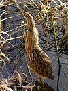 American bittern in typical posture