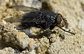 Calliphora vomitoria (Calliphoridae)