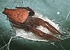 A large spider with a distinctively bifurcated abdomen lies on top of an oval sac made of spider silk.