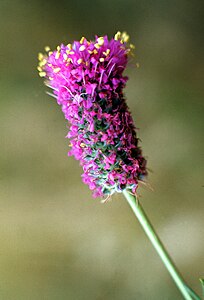 Dalea purpurea בפארק הלאומי וינד קייב