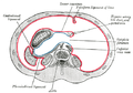 Horizontal disposition of the peritoneum in the upper part of the abdomen