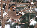 Hawfinch in Bytom, Poland