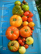 Heirloom cultivars Brandywine (biggest red), Black Krim (lower left) and Green Zebra (top left)