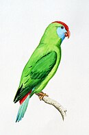 mostly green with blue throat, face and thighs, and a red tail and red crown. Males and female birds look identical. Only the males of all the other populations living on other islands have a red area on their fronts