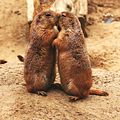 Kissing Prairie dog