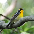 Narcissus flycatcher