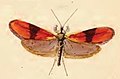 Nemophora fasciella (Adelidae)