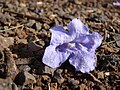 Fleur de Jacaranda mimosifolia