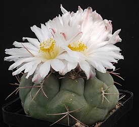 Thelocactus hexaedrophorus