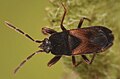 Antillocorini : Tropistethus holosericeus, Finlande