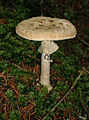 Photo Amanita citrina