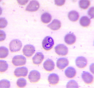 Dos trofozoitos de Babesia vogeli dentro de un eritrocito (Piroplasmida)