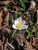 Close-up van Crocus vernus subsp. albiflorus