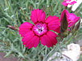 Dianthus myrtinervius