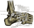 Ligamentum collaterale laterale inter fibulam et pedem