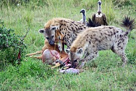 38 seconds later, hyenas have driven off the cheetah and are feeding.