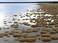 Bio-costruzioni di origine batterica. sulla costa del Lago Clifton (Australia occidentale). Per questo tipo di bio-costruzioni si utilizza in letteratura il termine microbialiti. Vi è una nomenclatura dedicata piuttosto complessa: nel caso specifico si tratta di Tromboliti.