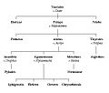 Lineage of Tantalus