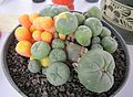 Lophophora williamsii, silně odnožující forma zvaná caespitosa. Částečná ztráta chlorofylu.