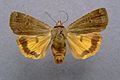 Lesser yellow underwing Noctua comes Noctuinae