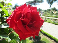 Hybrid Tea 'Pride of England' (Harkness, 1998)