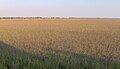 Lazaretto Marsh, off the western shore of Tybee Island