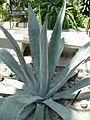 Agave americana var. 'americana'