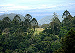 Welterbegebiet Gondwana-Regenwälder Australiens (Erweiterung der existierenden Stätte)