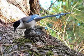 Cyanopica cyanus