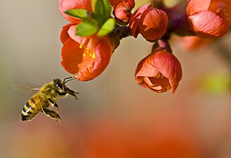 Apis mellifica visitando flores