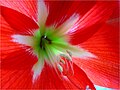 Amaryllis in Blüte