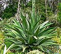 Agave ferox