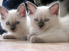 Blue point ragdolls.jpg